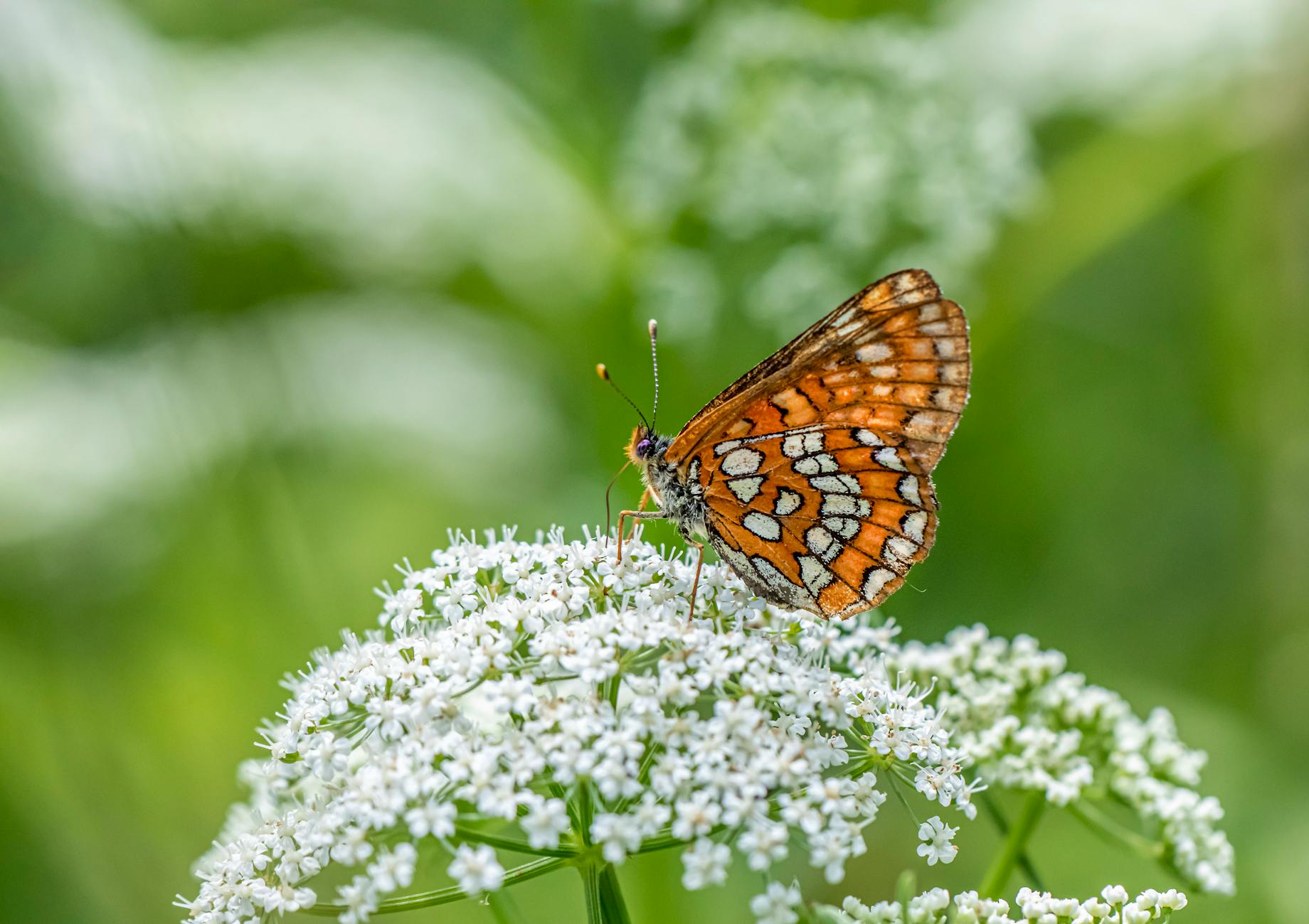 Quickly Calm Redness: Best Tips for Soothing Irritation